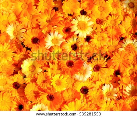 Orange calendula flowers filled the entire frame, background