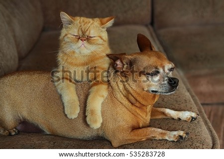 the cat and the dog lie on the bed friendship forever Royalty-Free Stock Photo #535283728