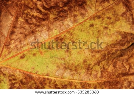 Fall Leaf Background - Colors in Nature - Textured Detail