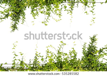 Ivy green with leaf on isolate white background