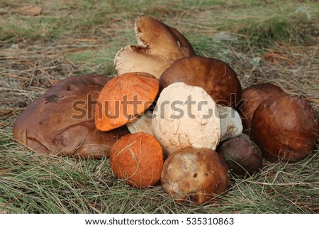 Freshly gathered birch boletes (Leccinum scabrum) and red-capped scaber stalks (Leccinum aurantiacum) in the autumn forest
