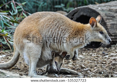 Kangaroo mum with her baby in the Featherdale Wildlife Park near Sydney, Australia