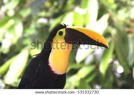 toucan bird from Costa Rica


