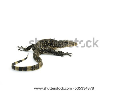 isolated white background lizard