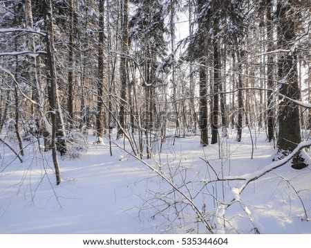 Cold winter forest under the late december sun. Temperature - minus 15 degrees Celsius. Wild nature of Russia