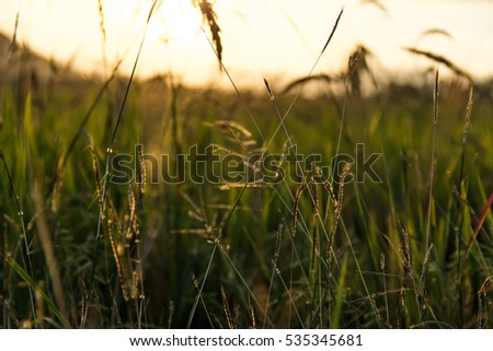 Paddy evening/Fields and grass/agriculture