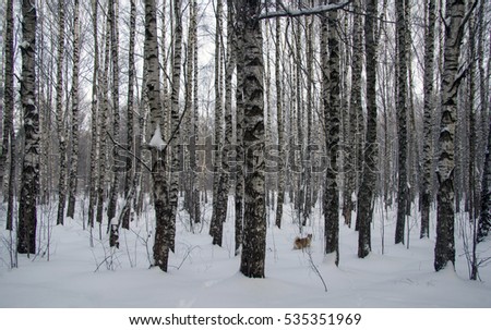 Winter forest landscape with birch and husky dog.