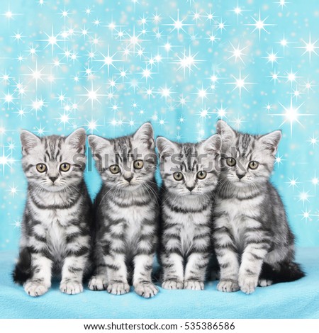 Four cute Christmas kitten