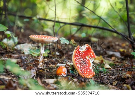 red fly agaric in the forest