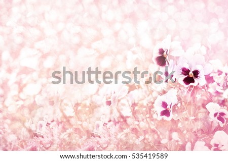 Summer blossoming pansy (viola), selective focus, shallow DOF, toned, light and heart bokeh background, pastel and soft card