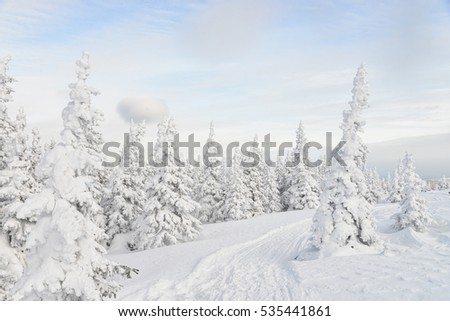 Beautiful winter forest with pine trees covered by snow