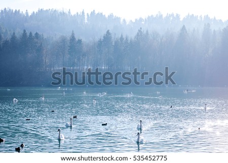 beautiful calm winter foggy lake with many swans