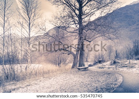park, forest with frost, winter landscape