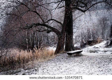 park, forest with frost, winter landscape