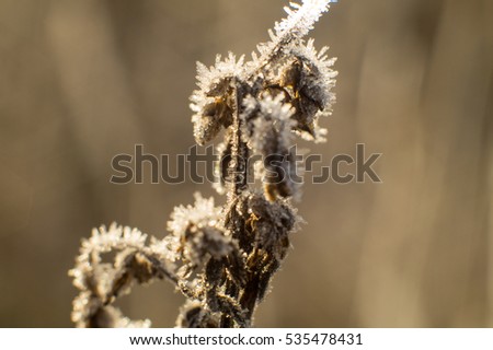 berries, flowers and frozen buds