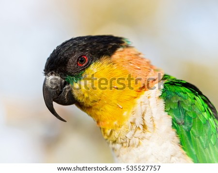 The caiques are species of parrots in the genus Pionites. They are relatively small parrots and stocky, with a short, square tail and very bright colors. 