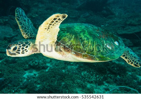 A green sea turtle