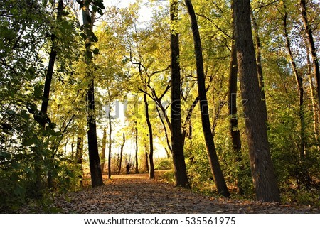 Leaves on tree lined path. Photo taken in St. Charles, Mo on the Katy Trail.  Royalty-Free Stock Photo #535561975