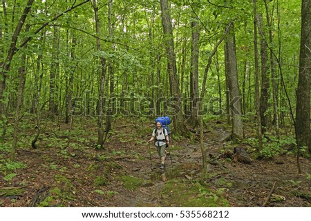 Trekking Through a Verdant Forest in the Porcupine Mountains in MIchigan
