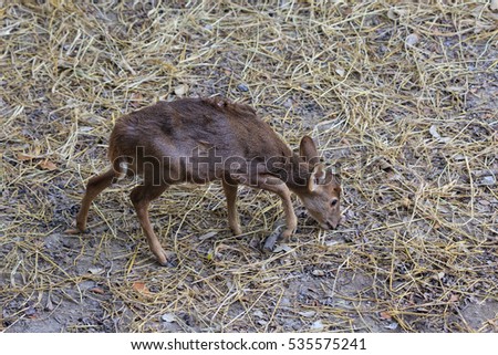 A young whitetail deer