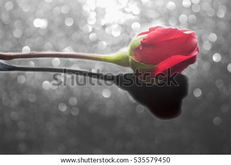 Red rose on abstract bokeh picture, for background, greeting cards, happiness festival, New years wishes, Valentine days.