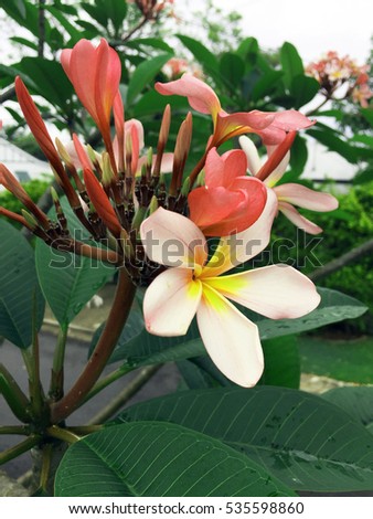 Beautiful orange and yellow frangipani flower surrounded by green leaves