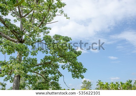 Landscape Park outdoor nature tree  in summer  blue sky