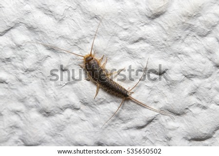Lepisma saccharina walking on a white wall