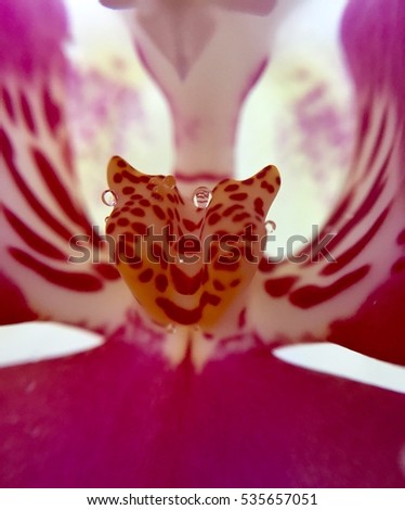 Orchid pollen taken near the model's body like a tiger with a cute picture Blake grounded blurred.