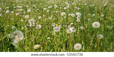 many white dandelions in a field close to the sunny summer weather