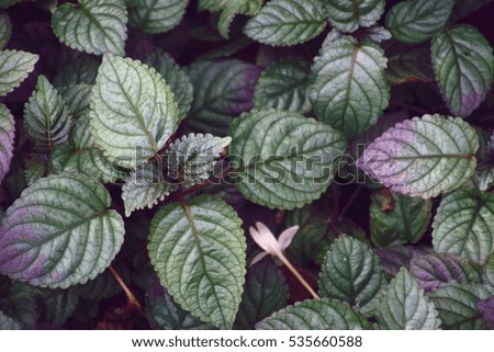 Purple leaves  in low-key and blur focus