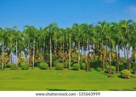 Palm trees in garden ,Palm tree on green field background with blue sky background.