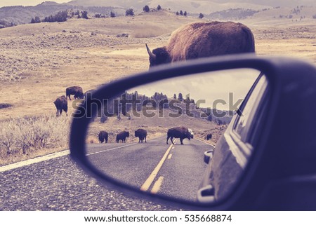 Vintage toned photo of American bison (Bison bison) on a road reflected in wing mirror, Grand Teton National Park, Wyoming, USA.