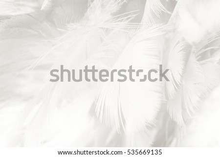  black and white feather texture background