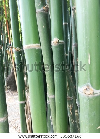 Green bamboo stems close up.
