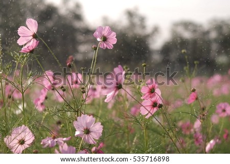 cosmos flowers background selective focus and blurry