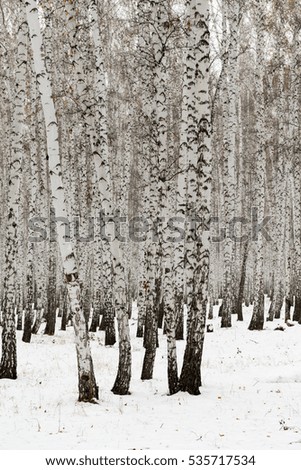 Birch forest winter landscape