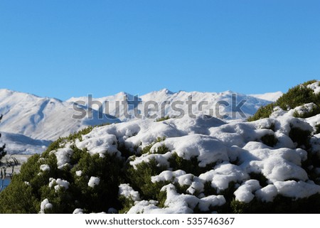 Snow covered bush with mountains in background, taken in  Tekapo, New Zealand