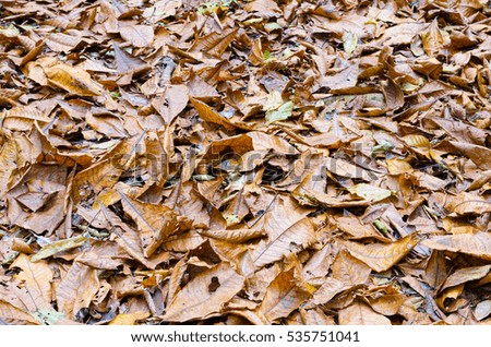 Dead leaves in garden for backgrounds and textures