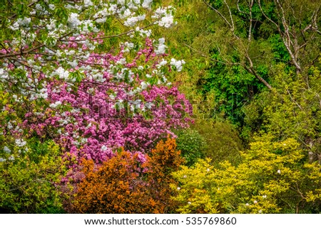 Colorful blossoming trees in spring in the Rookery in Streatham Common Park in London, UK
