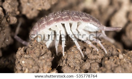 beetle wood louse in the ground. macro