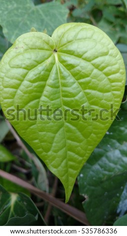 It is a Bengal betel leaf.Betel leaf scientific name Piper Betel.It contain external uses and internal uses like weight loss.Betel leaf contain vitamins,potassium,calcium.It is used for weight loss.