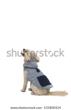 Cute little white poodle in dog clothes isolated on white