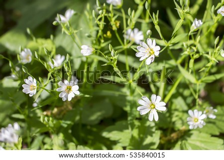 Chickweed flowers Group near