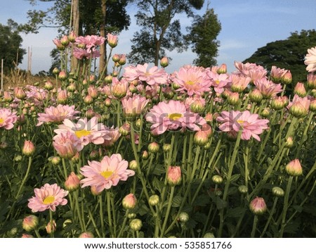 pink flowers,pink flowers background