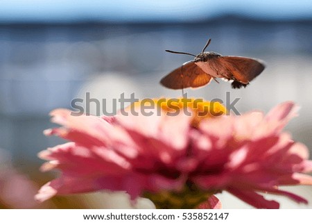 Butterfly hawk moth collects nectar