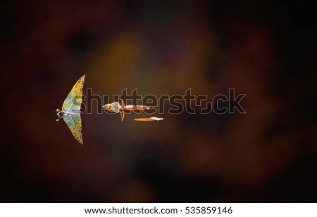 Autumn Background. Leaf on Water Surface with Reflection.