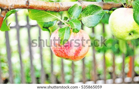 apple hanging on a branch in the garden, natural background picture