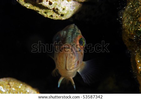 Epinephelus fish. under water a big fish against a black background