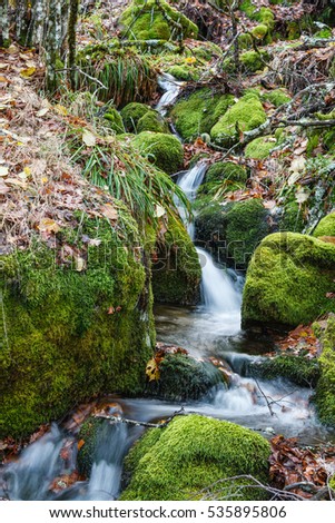 Brook and rocks with moss. Forest The Tejedelo. Requejo of Sanabria, Zamora, Spain.